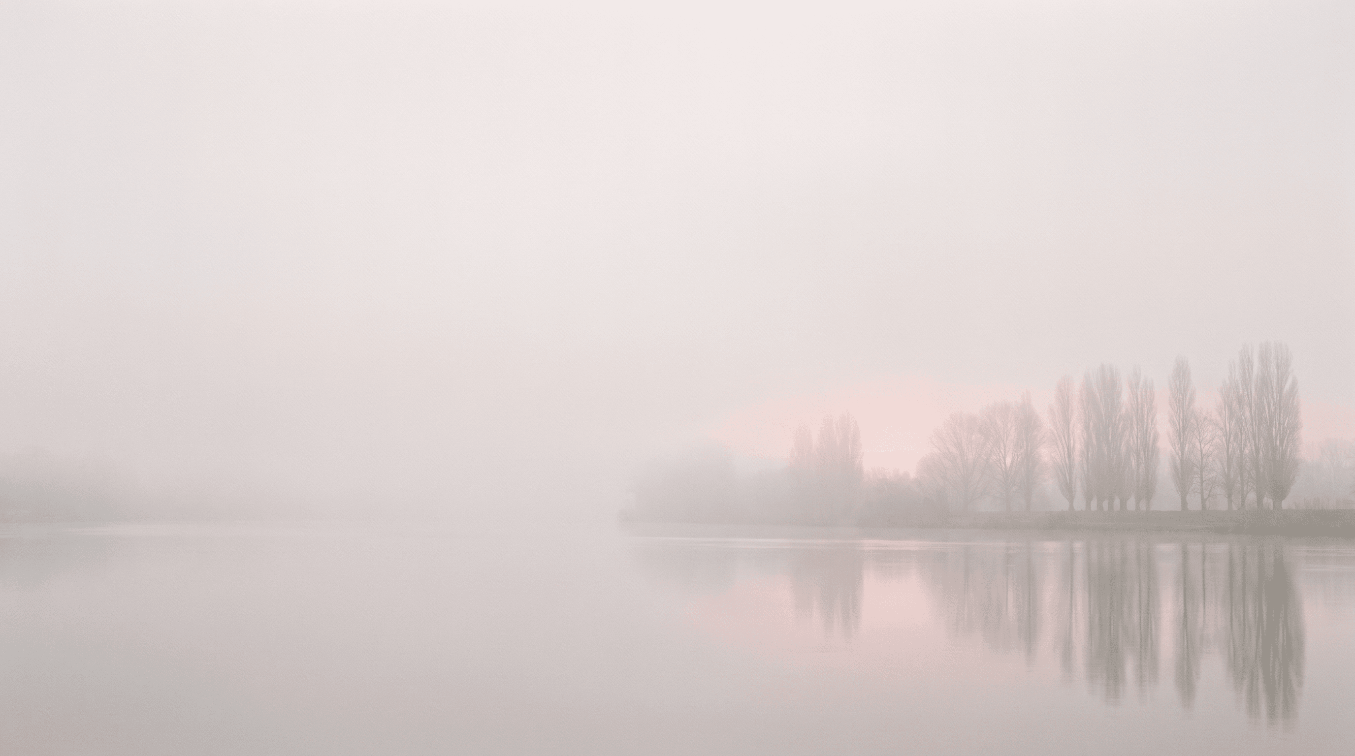 Pappeln im Morgennebel, die sich in stillem Wasser spiegeln
