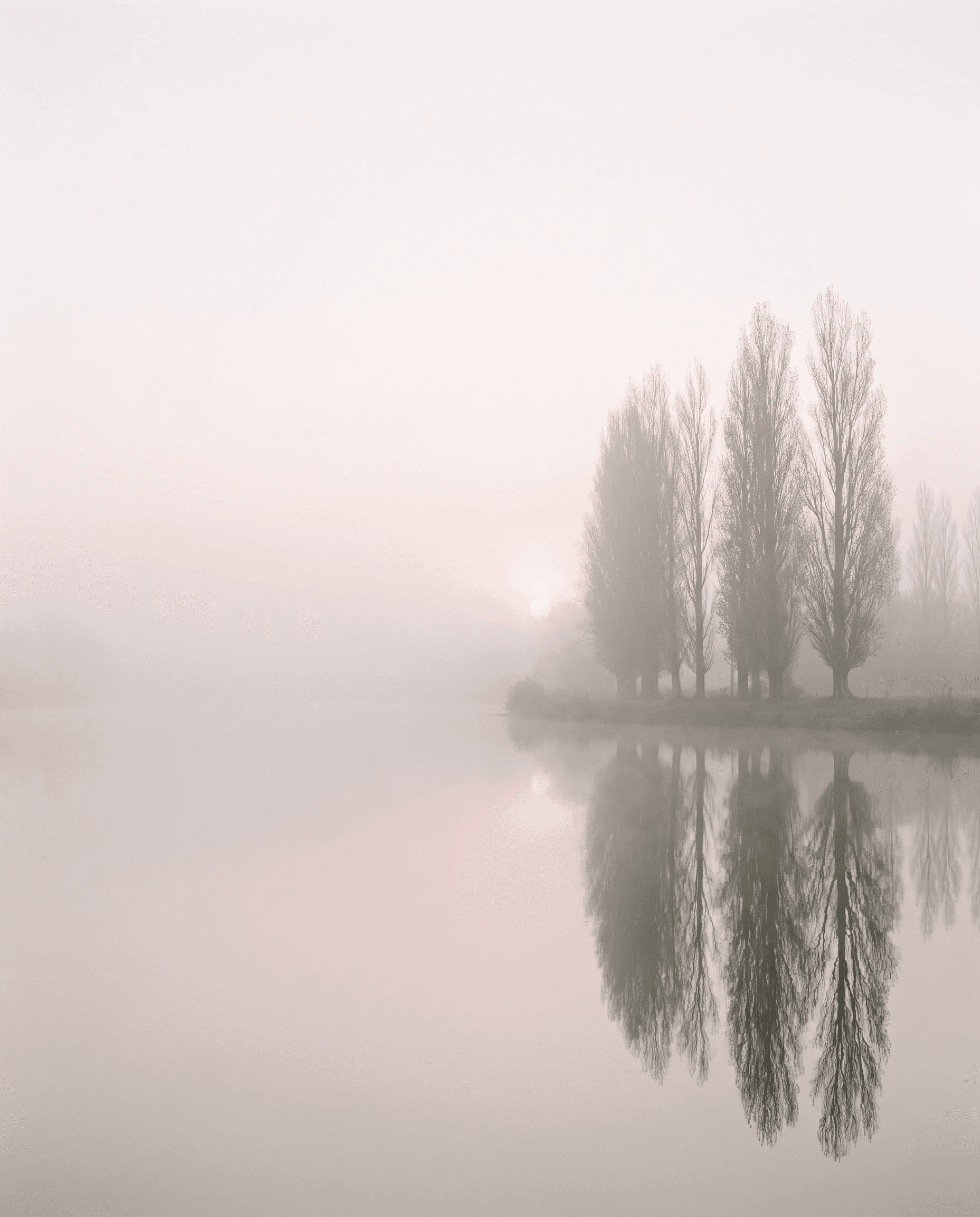 Pappeln im Morgennebel, die sich in stillem Wasser spiegeln